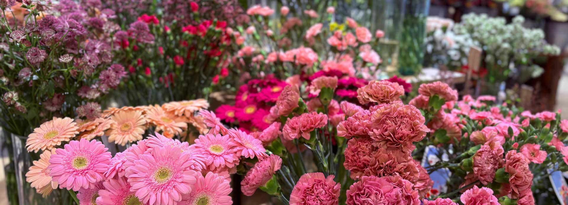 masse blomster i rosa