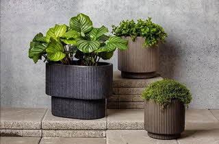 Tre planter i forskjellige størrelser potter