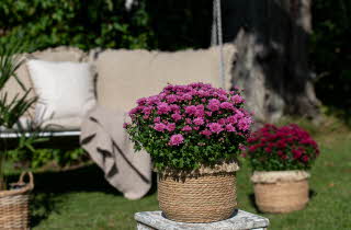 Frilandskrysantemum