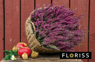 bilde av en blomster