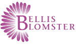 Bellis Blomster