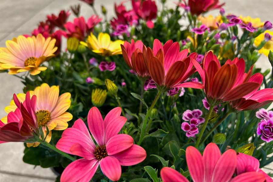 blomstrer i diverse farger
