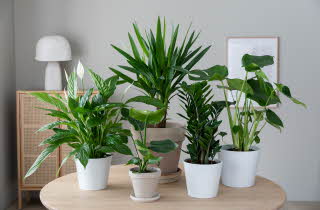 Grønne planter opptil 50% 