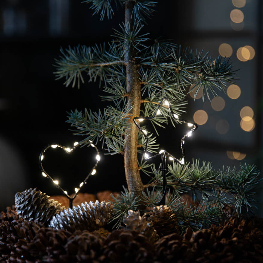 Novent hos Mester Grønn