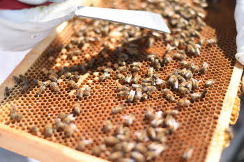 Bier som produserer honning
