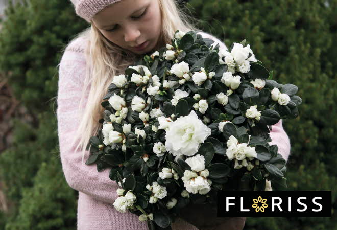 bilde av en blomster