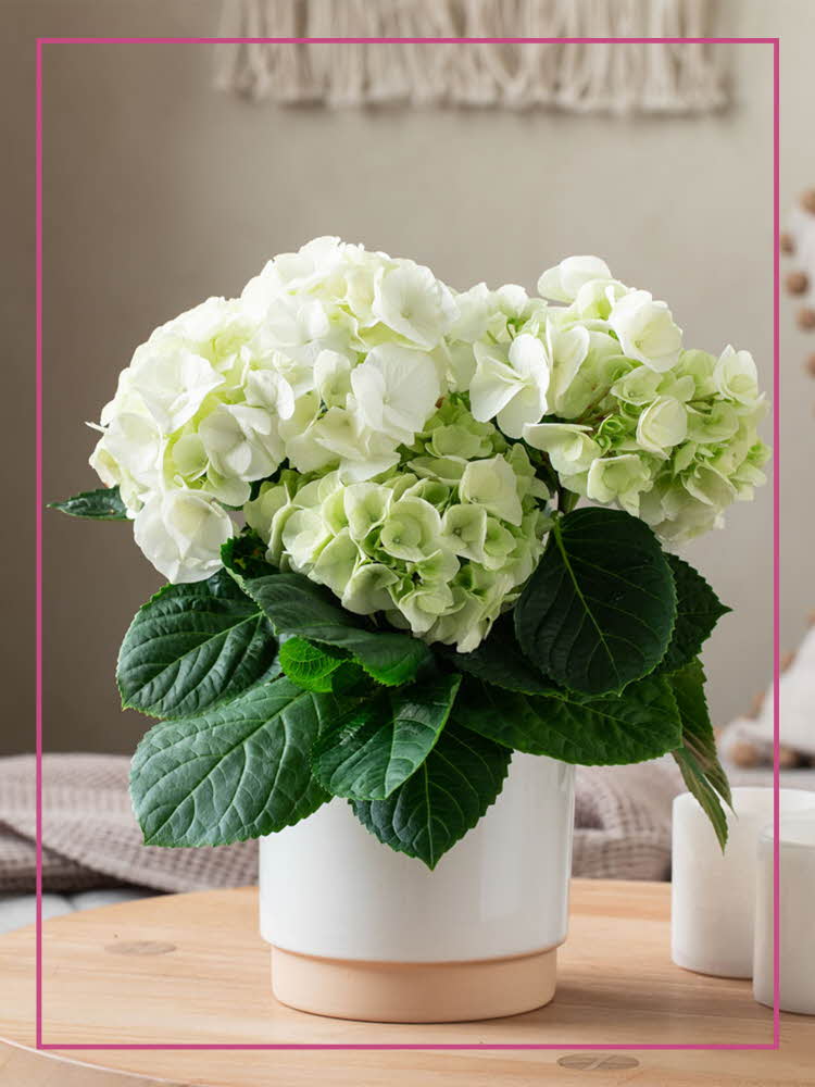 Blomster