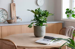 Grønn plante i potte på rundt trebord i et lyst kjøkken.