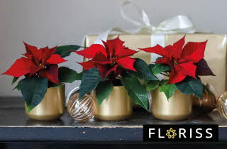 bilde av en blomster