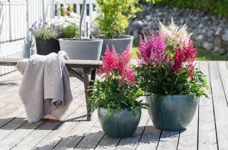 To store blomsterpotter med rosa og lilla blomster på en treterrasse.
