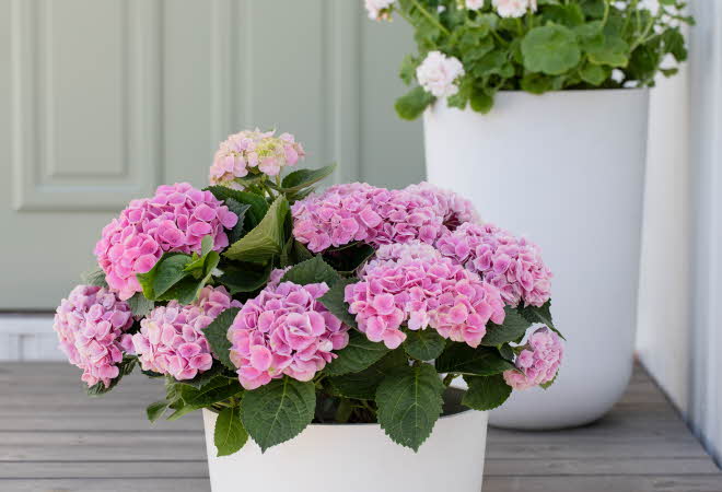 To hvite potter med blomstre foran en lys vegg.