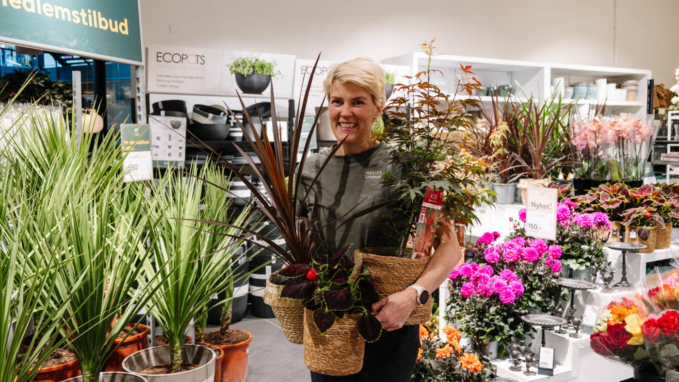 dame holder planter