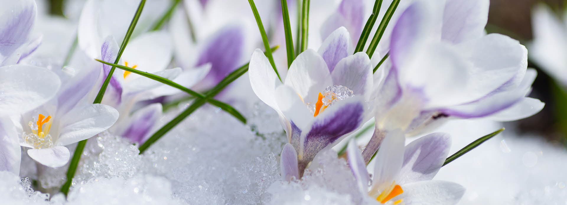 Blomst i snøen