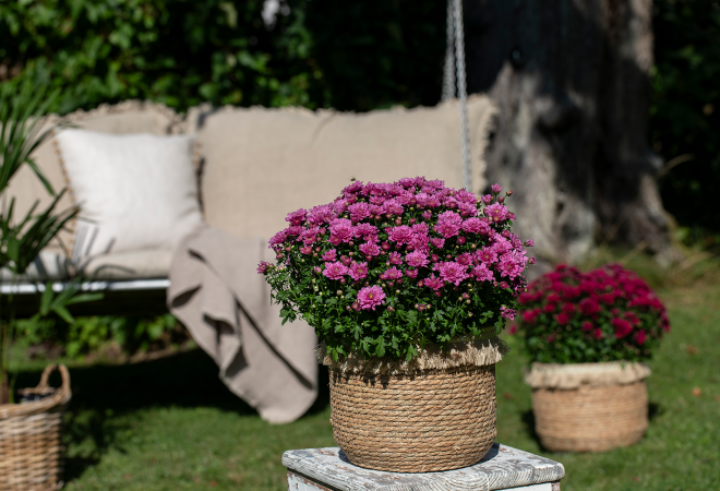 bilde av en plante som heter frilandskrysantemum