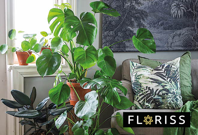 bilde av en stor grønn plante