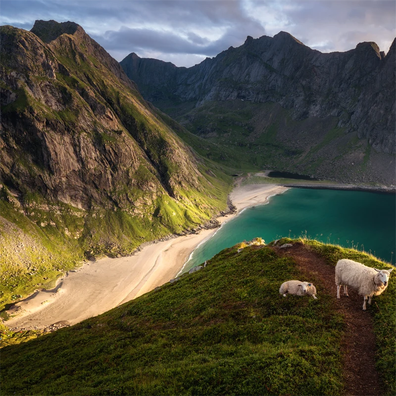 Landskapsbilde fra fjell i Lofoten med sauer i forgrunnen og strand og flere fjell i bakgrunnen