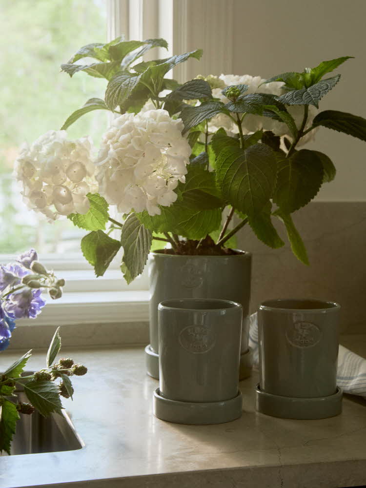 Blomster i potter