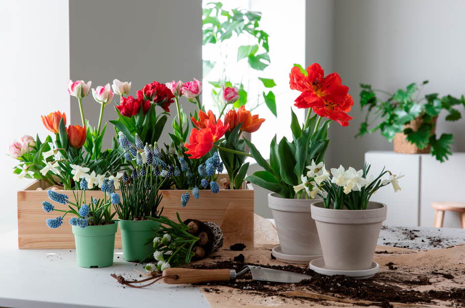 Fargerike blomster fra Mester Grønn