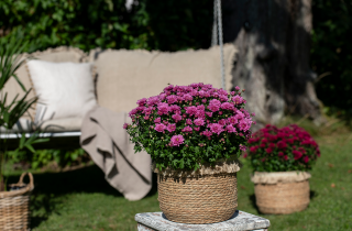 bilde av en plante som heter frilandskrysantemum