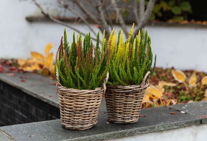To kurver med fargerike høstplanter på en steinmur.