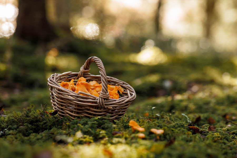 Kurv med sopp som står i skogen