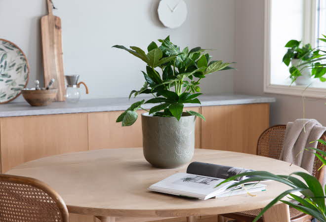 grønnplante