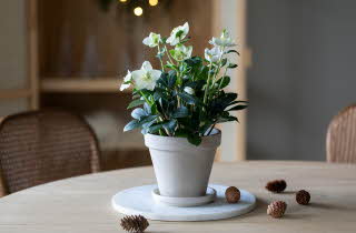 bilde av helleborus