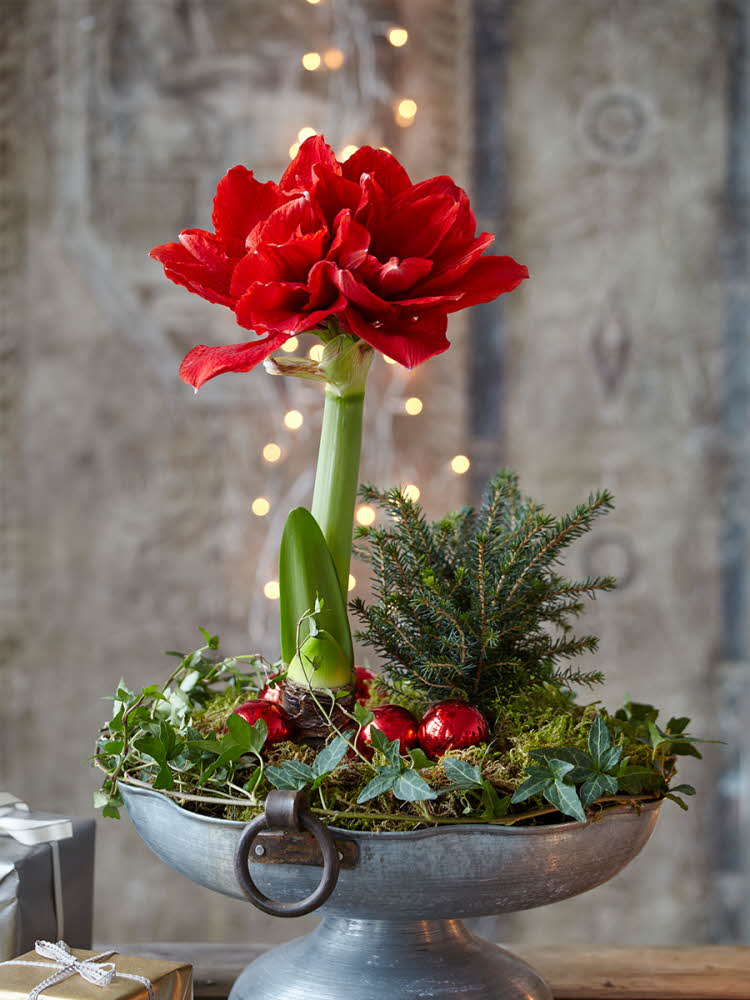 Juleblomst står på bordet Rød plante i potte