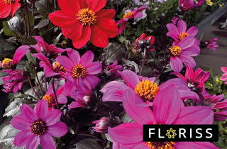 Nærbilde av flere dahlia og georgine blomster