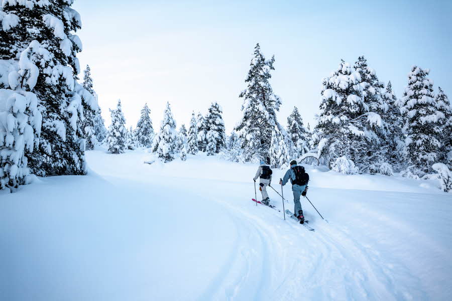 To personer går oppover i løssnø på ski i skogen.