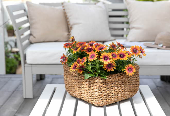 Kurv med blomster på et hvitt bord foran en utesofa.