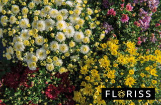 Et tett arrangement av fargerike blomster.