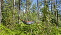 Bilde av en mann som ligger in en hengekøye i skogen