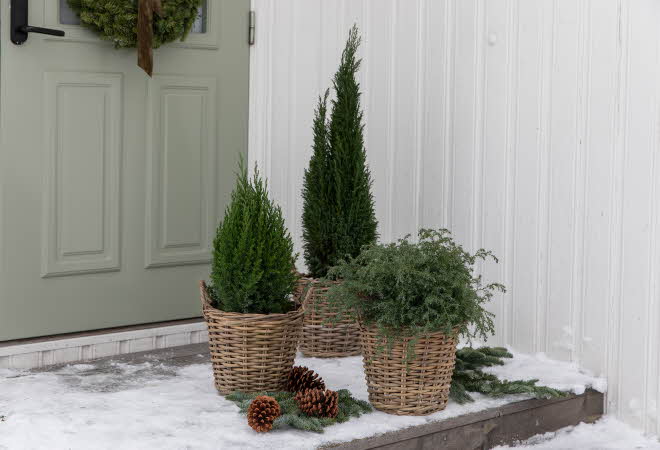 Vintergrønne planter ute på en trapp