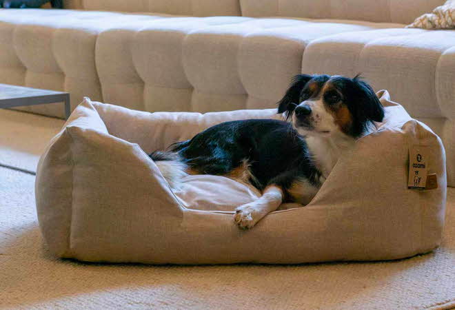 bilde av lovisa hundeseng med en hund