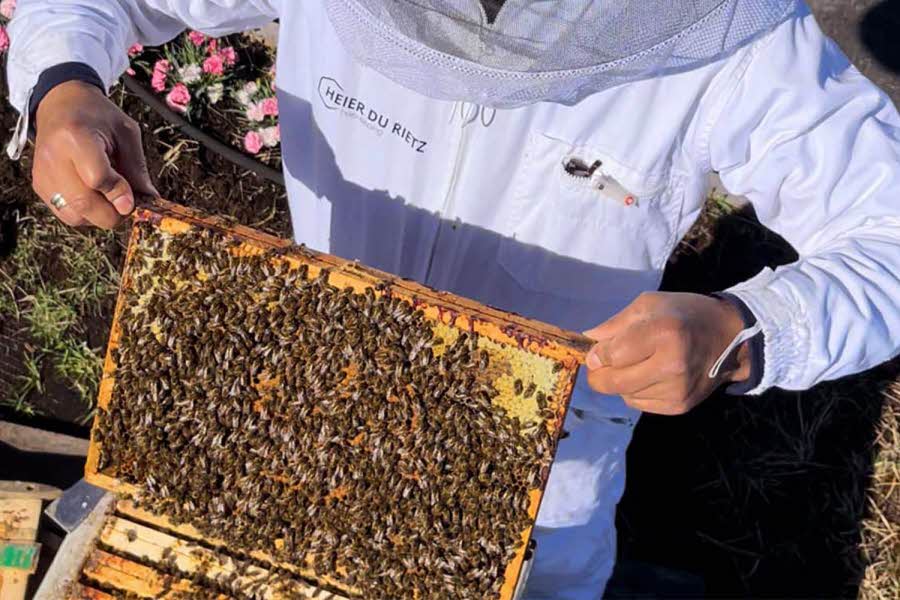 Mann som holder opp en skive fra honningkube