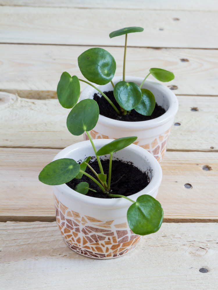 To små grønne planter i trendy potter