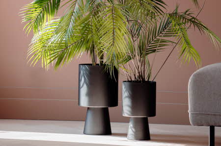 To grønne planter i to svarte potter