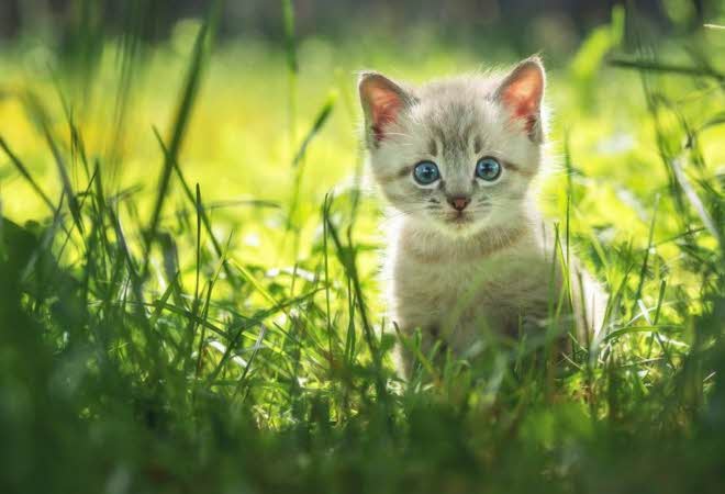 katt i en blomstereng