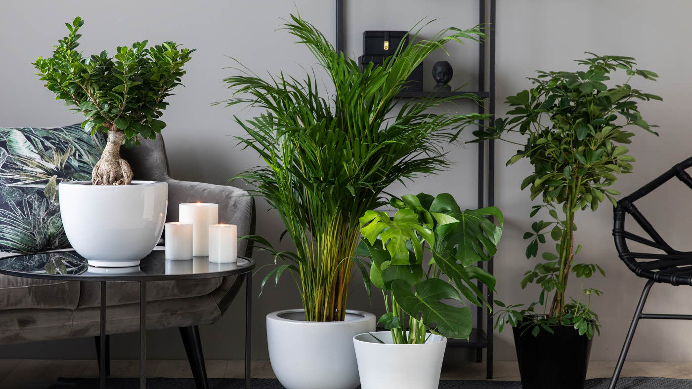 grønne stueplanter