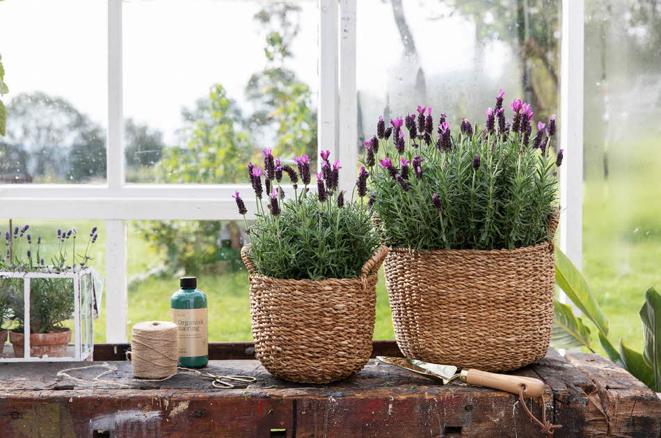 Blomster og urter fra Mester Grønn