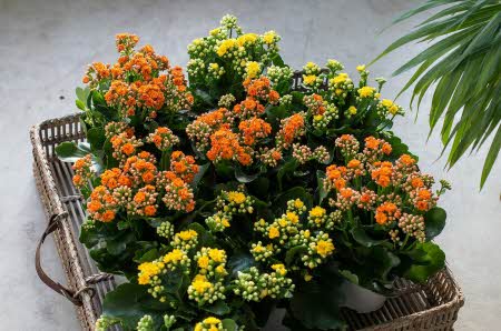 kurv med blomstrer i oransje og gul