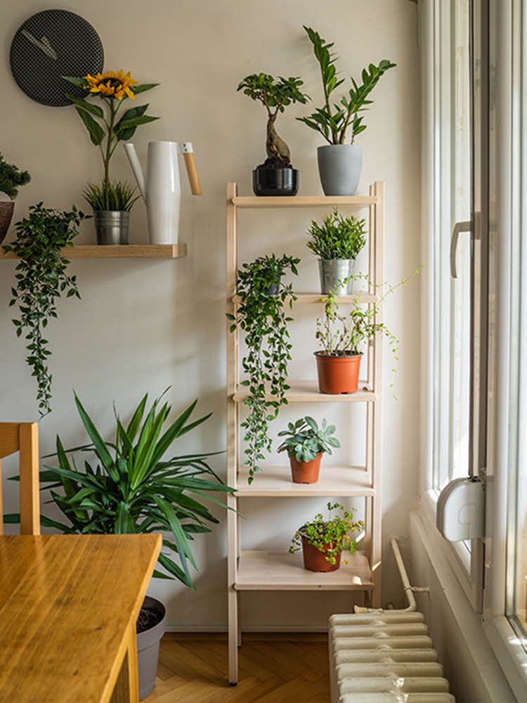 Hylle med planter på kjøkken