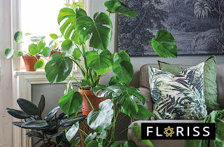 bilde av en stor grønn plante