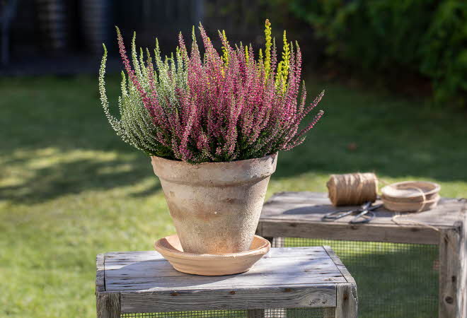 Terrakottapotte med fargerik calluna-plante på et trebord utendørs.