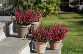bilde av en plante som heter Lyng