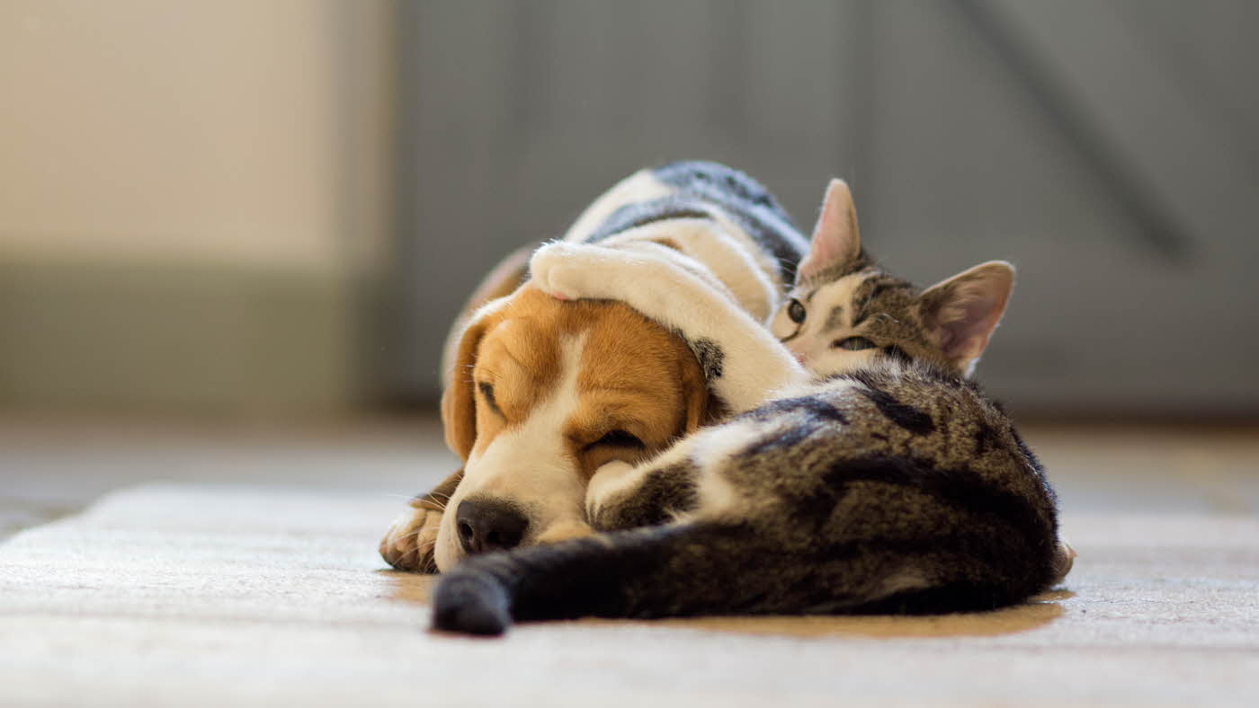 Hund og katt som ligger på gulvet. Katten holder poten over hundens hode.