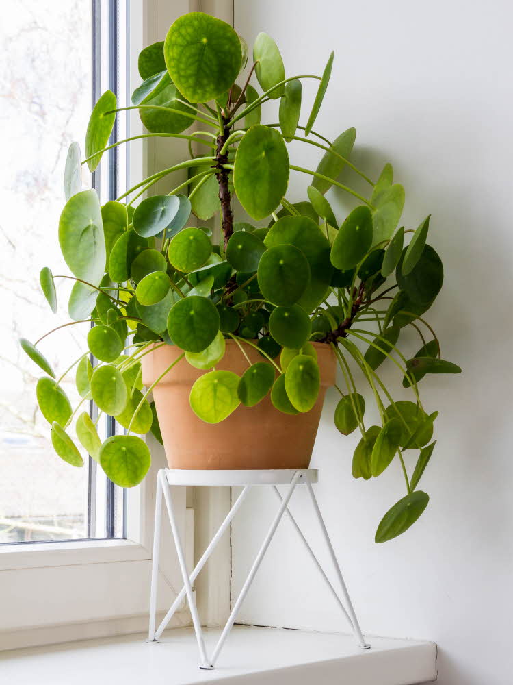 Stor grønn plante i en vinduskarm