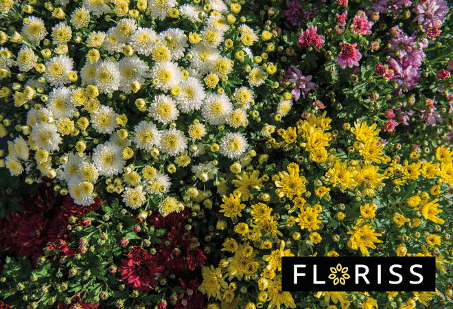 Et tett arrangement av fargerike blomster.