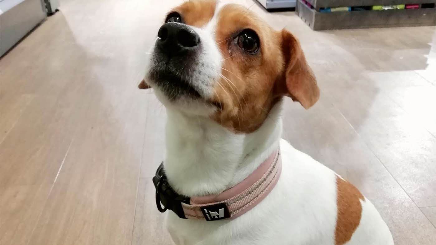 hund som sitter pent og ser på kamera